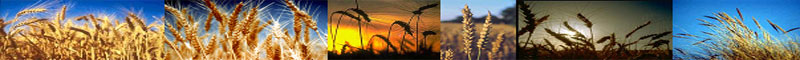 proyecto.trigo2.jpg proyecto.trigo2.jpg
